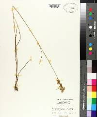 Juncus scirpoides image