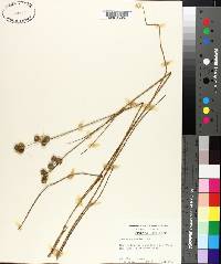 Juncus scirpoides image