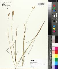 Juncus scirpoides image