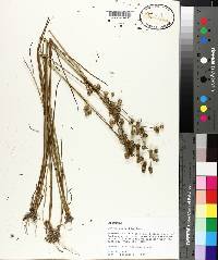 Juncus scirpoides image