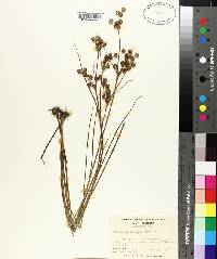 Juncus scirpoides image