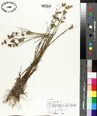 Juncus scirpoides image