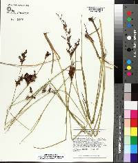 Juncus trigonocarpus image