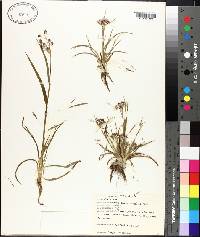 Luzula bulbosa image