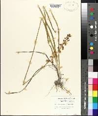 Tofieldia racemosa image