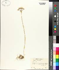 Allium canadense var. mobilense image