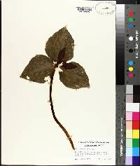 Trillium cuneatum image