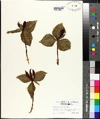 Trillium cuneatum image