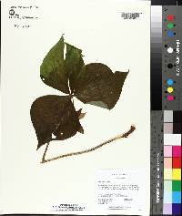 Trillium erectum image