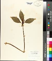 Trillium recurvatum image