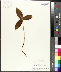 Trillium sessile image