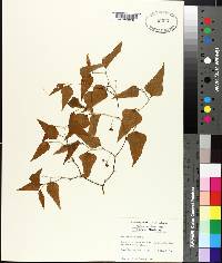 Smilax bona-nox image