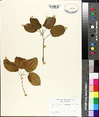 Smilax biltmoreana image