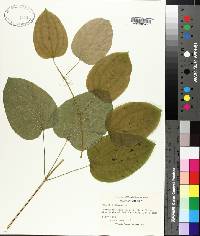 Smilax herbacea image