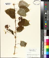 Smilax herbacea image