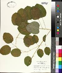 Smilax herbacea image