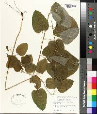 Smilax herbacea image