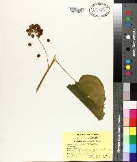 Smilax herbacea image