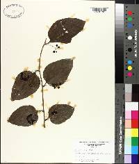 Smilax tamnoides image