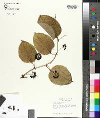 Smilax tamnoides image