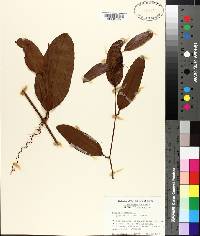 Smilax laurifolia image