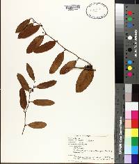 Smilax laurifolia image