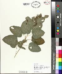 Smilax pulverulenta image