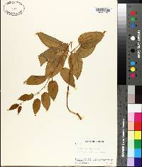 Smilax pulverulenta image