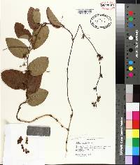 Smilax pumila image