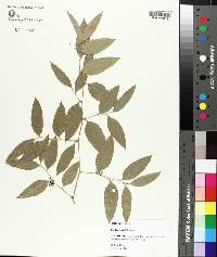 Smilax smallii image