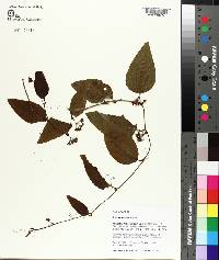 Smilax walteri image