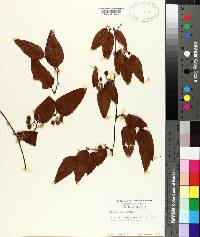 Smilax walteri image