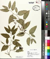 Smilax smallii image