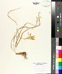 Zephyranthes atamasca image