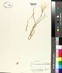 Zephyranthes atamasca image