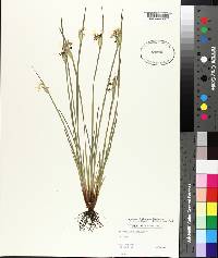 Sisyrinchium albidum image