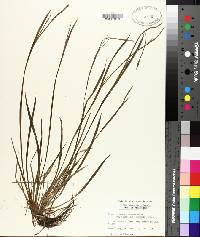 Sisyrinchium atlanticum image