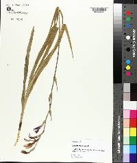 Gladiolus byzantinus image