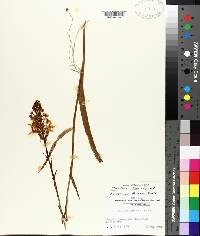 Platanthera ciliaris image