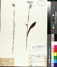 Platanthera clavellata image