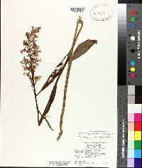 Platanthera peramoena image