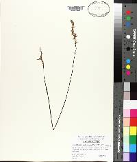 Spiranthes lacera image