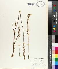 Spiranthes vernalis image