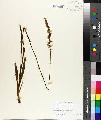 Spiranthes vernalis image