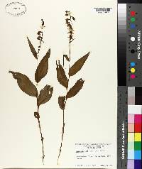 Epipactis helleborine image