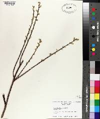 Salix humilis image