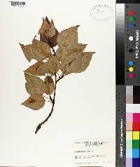 Populus balsamifera image