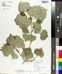 Populus fremontii image