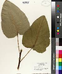 Populus heterophylla image