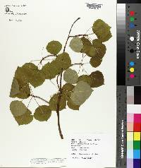 Populus tremuloides image